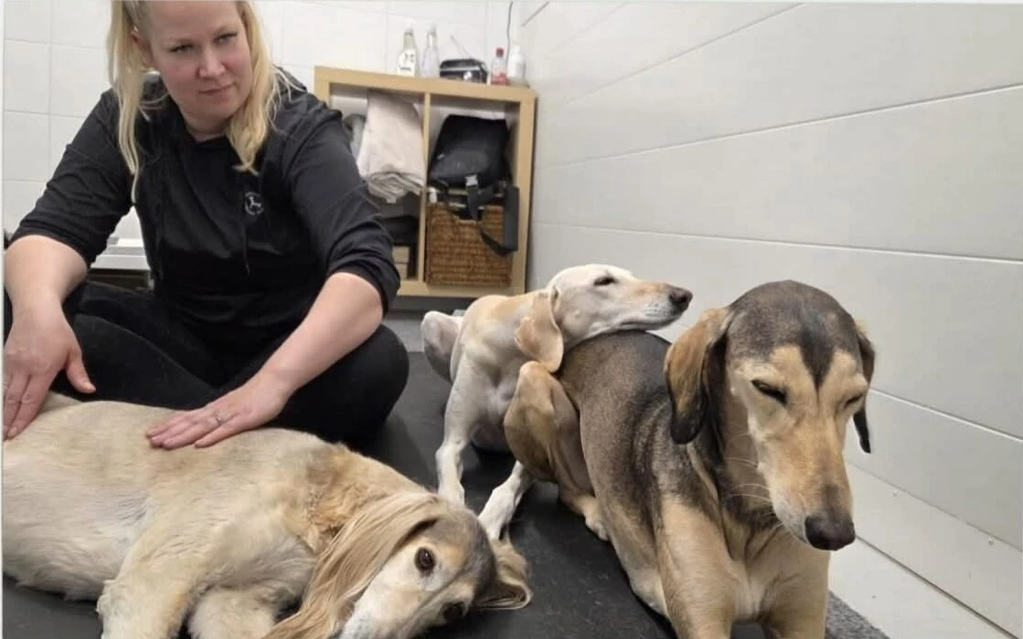 Koirahieronta Venyvä Koira Oy:n koirauimalassa Tuusulassa