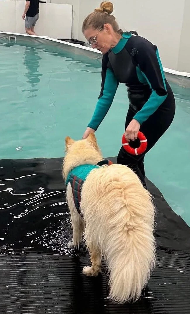 Koiran ohjattu uinti Venyvä Koira Oy:n koirauimalassa Tuusulassa